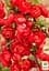 Саджанець Agro-Market Хеномелес (Айва японська) Red Joy (48330) - мініатюра 2