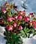 Морозник (Helleborus) Red Lady Agro-Market 1 саженец в упаковке (48554) - миниатюра 4