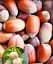 Саженец Agro-Market Фундук Боровский (средний срок созревания, перекрестное опыление, сажать по 2 шт.) 1 шт. в упаковке (177930) - миниатюра 1