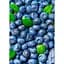 Саджанець Agro-Market Лохина (чорниця садова) рання Дюк (Duke) (один з найбільш високоврожайних сортів) 1 шт. в упаковці (21311) - мініатюра 1