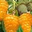 Малина Agro-Market "Зюгана Желтая" (ремонтантная, один из самых лучших и сладких сортов) 1-летний саженец (190230) 1 шт в упаковке - миниатюра 1