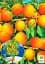 Саджанець Agro-Market Абрикос Лука (ранній термін дозрівання) 1 шт. в упаковці (178838) - мініатюра 2