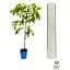 Саженец Agro-Market Глициния 3-х летняя китайская Блу сапфир (Wisteria chinensis Blue Sapphire) С2 (57024) 1 шт. в упаковке - миниатюра 3