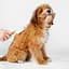 Пуходірка-слікер Petkit Pet Grooming Brush 2 [86003] - мініатюра 8