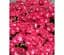 Саженец Agro-Market Пеларгония Королевская Bermuda Cherry (116350) 1 шт. в упаковке - миниатюра 1