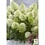Саженец Agro-Market Гортензия 3-х летняя метельчатая Pastel Green (183336) 1 шт. в упаковке - миниатюра 2