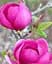 Магнолия Agro-Market привитая 4-летняя гибридная Black Tulip высота 60-80 см 1 саженец в упаковке - миниатюра 3