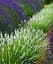 Лаванда Agro-Market Edelweiss 2-х летняя 20-30 см из Нидерландов белая 1 саженец в упаковке (147847) - миниатюра 2