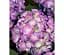 Саженец Agro-Market Гортензия крупнолистовая 2-х летняя Sweet Lips Purple высота саженца 25-45 см (183492) 1 шт. в упаковке - миниатюра 1