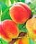 Саджанець Agro-Market Персик Дніпровський (літній сорт, середнього терміну дозрівання) 1 шт. в упаковці (178402) - мініатюра 1