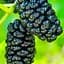 Саженец Agro-Market Шелковица Черная жемчужина (летний сорт, средний срок созревания) (24006) 1 шт. в упаковке - миниатюра 1
