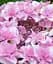 Гортензія Agro-Market Doppio Rosa Hydrangea macrophylla квітуча крупнолистова вазон С15 1 саджанець в упаковці - мініатюра 1