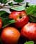 Саженец Agro-Market Яблоня Зори Ред (летний сорт, поздний срок созревания) (46211) 1 шт. в упаковке - миниатюра 2