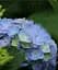 Гортензия Agro-Market Blue tenderness крупнолистная голубая 1 саженец в упаковке (44819) - миниатюра 2