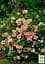 Саженец Agro-Market Лапчатка Кустарниковая Lovely Pink (49170) - миниатюра 2