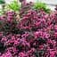 Саджанець Agro-Market Вейгела Nana Purpurea (Краснолиста) (103559) - мініатюра 1