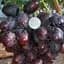Саджанець Agro-Market Виноград Торнадо (велика гроно до 2500 г, гармонійний смак) 1 шт. в пакуванні (61657) - мініатюра 1