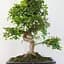 Бонсай Agro-Market Zelkova (63545) 1 саджанець в упаковці  кімнатний - мініатюра 2