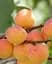 Саджанець Agro-Market Абрикос Джумбо Тардив (літній сорт, середній термін дозрівання) (39866) 1 шт. в упаковці - мініатюра 3