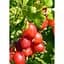 Саджанець Agro-Market Агрус Машека (середній термін дозрівання, висока стійкість до шкідників і хвороб) 1 шт. в упаковці (23380) - мініатюра 3
