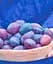 Саджанець Agro-Market Слива Хаганта 1 шт. в упаковці (39982) - мініатюра 1
