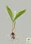 Ландыш Кейске Agro-Market Convallaria keiskei 1 шт. (25955) - миниатюра 2