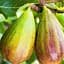 Інжир Брунсвік 1 саджанець в упаковці (40076) - мініатюра 1