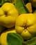 Саджанець Agro-Market Айва ніжно-жовта Мудра (Wise) (преміальний, морозостійкий сорт) (47384) 1 шт. в упаковці - мініатюра 2