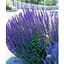 Саженец Agro-Market Шалфей Sallyfun Blue Lagoon (Salvia farinacea) (184347) 1 шт. - миниатюра 1