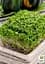Семена Agro-Market Микрозелень Брокколи в банке 2.5 г (45205) - миниатюра 4