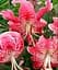Цибулина Agro-Market Лілія Тигрова звисаюча Speciosum Rubrum 1 шт. в упаковці (23262) - мініатюра 1