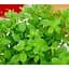Саженец Agro-Market Майоран душистый (Amaracum) (52518) 1 шт. - миниатюра 1