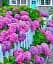 Гортензия Agro-Market Hamburg крупнолистная 1 саженец в упаковке (45336) - миниатюра 2