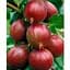 Саженец Agro-Market Крыжовник на штамбе Red planet вазон С2 (184314) 1 шт. - миниатюра 1