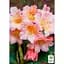 Саженец Agro-Market Рододендрон персиковый Флаутандо (Flautando) (25905) 1 шт. в упаковке - миниатюра 4