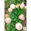 Троянда кущова Agro-Market Менсфілд парк Mansfield Park саджанець класу АА+ вищий сорт 1 шт. в упаковці (179285) - мініатюра 4