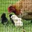 Сетка полимерная Tenax Aviary 2х10 м черная (8002929120472) - миниатюра 4