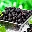 Саджанець Agro-Market Смородина чорна Тісел (Tisel) ранній термін дозрівання) 1 шт. в пакуванні (23395) - мініатюра 1