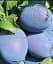 Саджанець Agro-Market Слива Чачакська Найкраща (літній сорт, ранній термін дозрівання) 1 шт. в упаковці (23468) - мініатюра 1