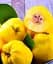 Саджанець Agro-Market Айва ніжно-жовта Мудра (Wise) (преміальний, морозостійкий сорт) 1 шт. в упаковці (47384) - мініатюра 1