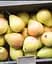 Саженец Agro-Market Груша Санта Мария (осенний сорт, средний срок созревания) (39854) 1 шт. в упаковке - миниатюра 3