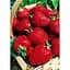 Саджанець Agro-Market Полуниця Венді (Wendy) 5шт (ультраранній термін дозрівання) (25731) - мініатюра 3