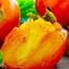 Саджанець Agro-Market Хурма на віргінській морозостійкій підщепі Гора Говерла вищий сорт! (26244) 1 шт. в упаковці - мініатюра 6