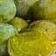 Саджанець Agro-Market Слива Ренклод Білий (літній сорт, ранній термін дозрівання) (21375) 1 шт. в упаковці - мініатюра 2