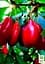 Саженец Agro-Market Кызыл Лукьяновский (средний срок созревания, один из лучших сортов) 1 шт. в упаковке (36052) - миниатюра 2