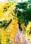 Саженец Agro-Market Мимоза (Acacia Dealbata) (49843) - миниатюра 2