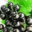 Саджанець Agro-Market Смородина чорна Краса Львова (середньо-пізній термін дозрівання, великоплідний сорт) 1 шт. в пакуванні (17534) - мініатюра 1