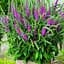 Вероника "Amethyst Plume" вазон С2 (183703) 1 саженец - миниатюра 1