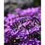 Саженец Agro-Market Флокс шиловидный Purple Beauty (цветочный ковер) (183661) 1 шт. - миниатюра 2