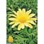 Саженец Agro-Market Аргирантемум La Rita Yellow (контейнер №10 высота 15 см) (177096) 1 шт. в упаковке - миниатюра 3